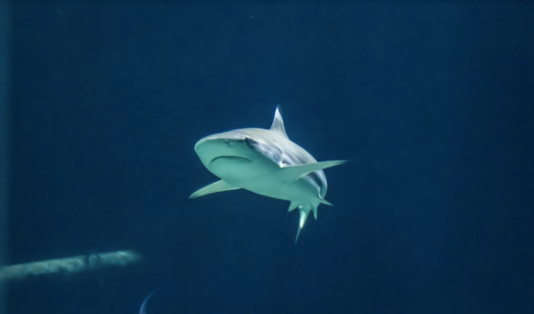 Des requins dotés de nageoires venimeuses dans la Tamise 